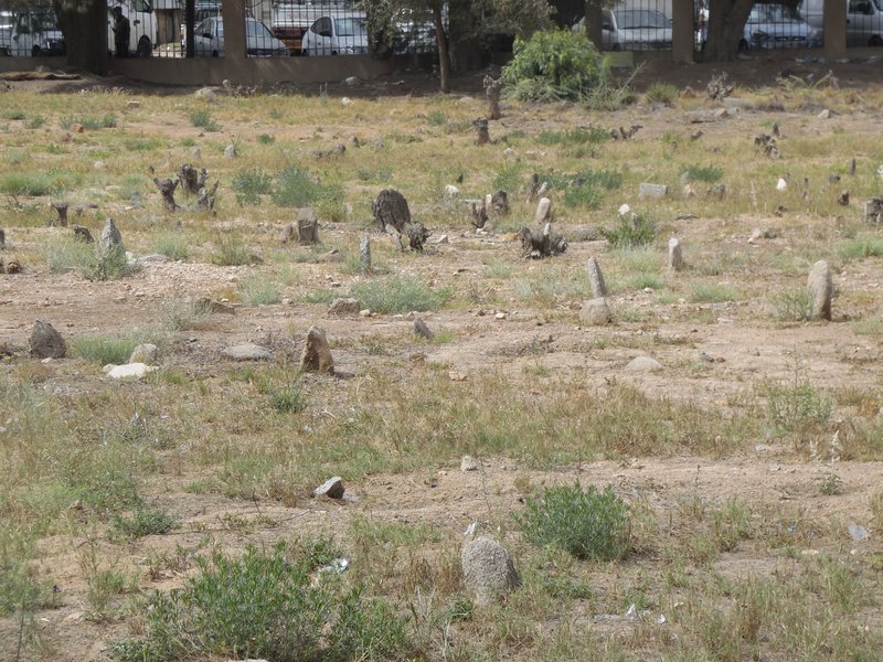 Cmentarz muzułmański