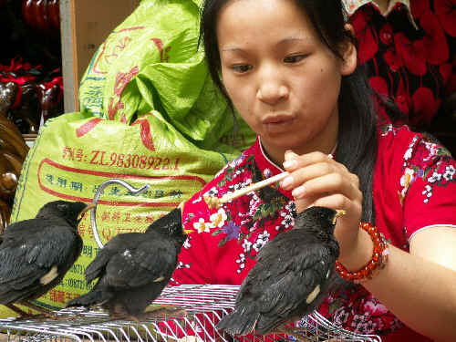 Kunming: Targ Zwierzęcy