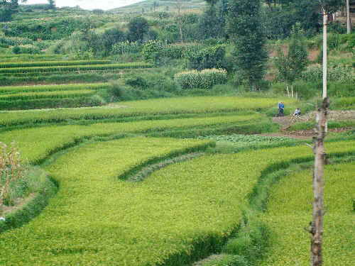 Yunnan: pola ryżowe