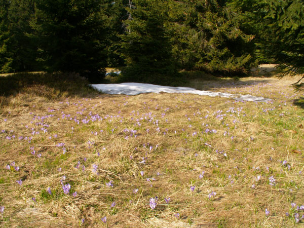 Krokusy na Długiej Hali