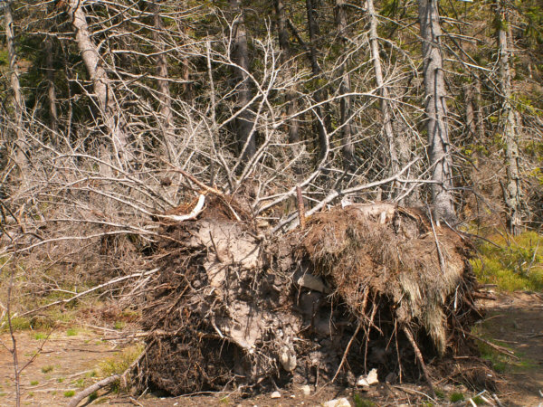 Powalone drzewa na Policy