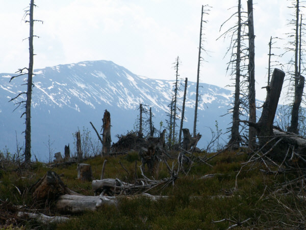 Widok z Policy na Babią