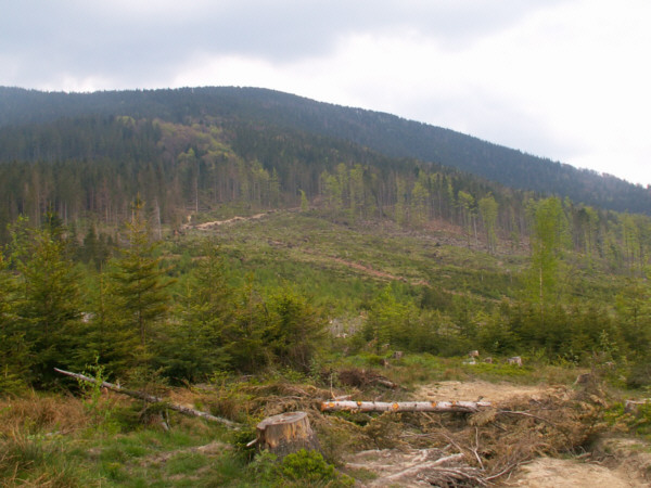 Romanka z Suchego Gronia