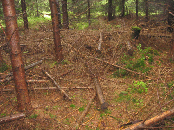 Zdewastowany las pod Spaloną