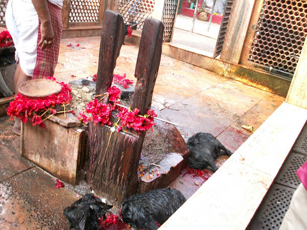 Kalkuta: ofiara dla Kali