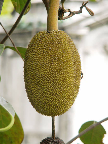 Kalkuta: owoc z drzewa św. Jacka