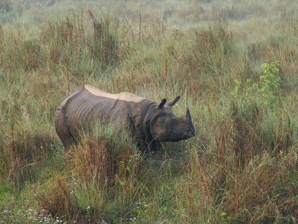 Chitwan: nosorożec-samotnik