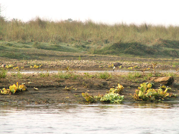 Chitwan: nad rz. Rapti