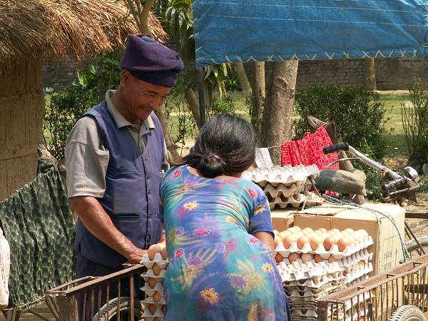 Chitwan: dostawa jajek