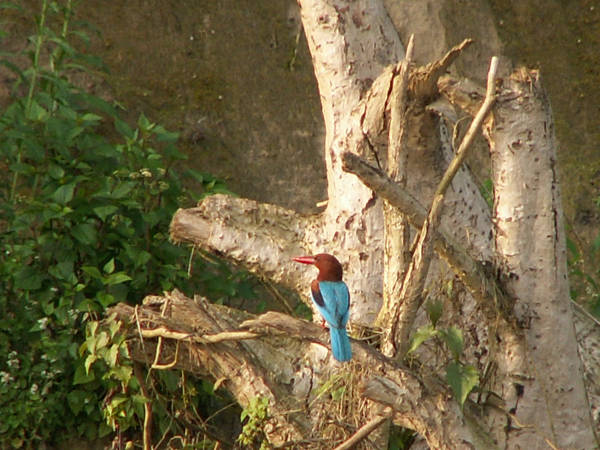 Chitwan: kingfisher czyli kraska