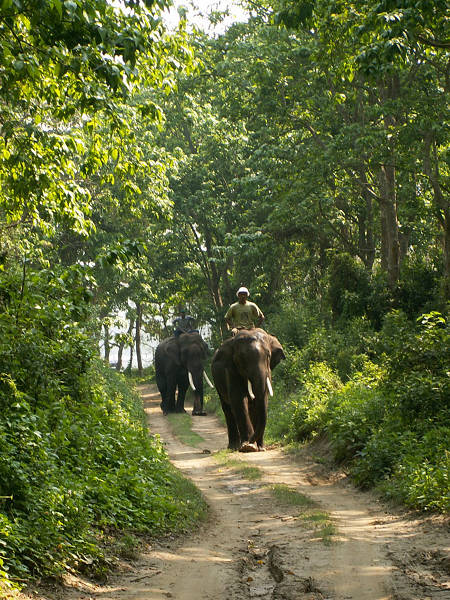 Chitwan: słonie