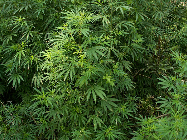 Chitwan: wiadomo co ;-)