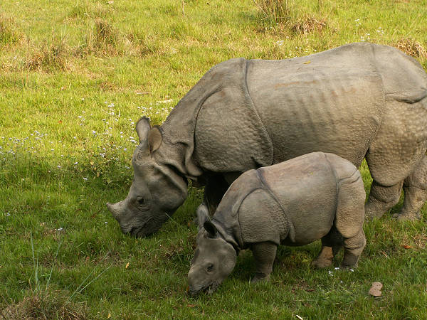 Chitwan: nosorożce