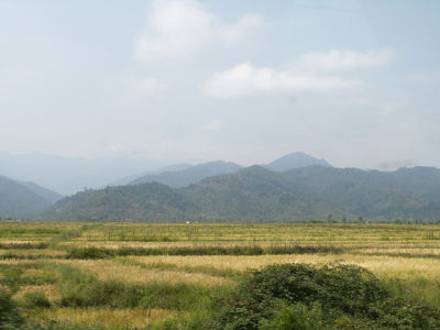 Pola ryżowe pod Astaną