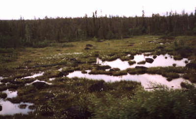 Droga do Murmańska: lasotundra