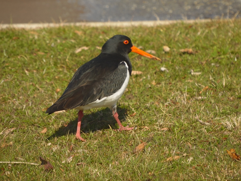 Ostrygojad nowozelandzki