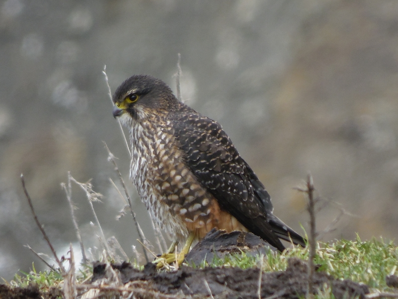 Sokół nowozelandzki