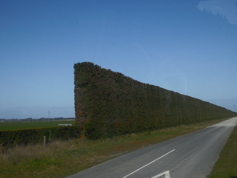 Żywopłoty po nowozelandzku