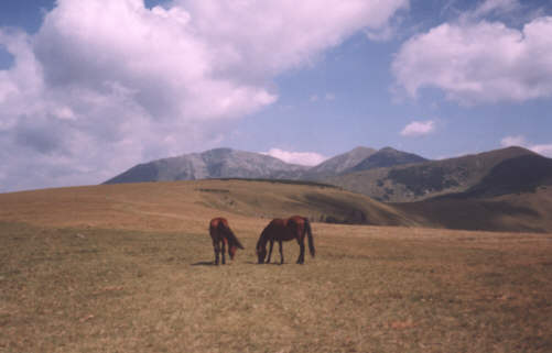 Pietrosul, widok z Vf. Batrina