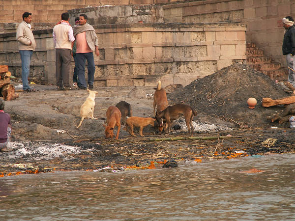 Varanasi: psie Ĺniadanie
