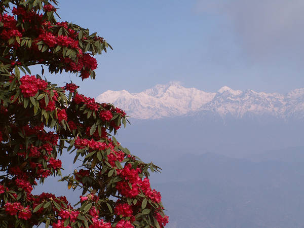 Darjeeling: rododendrony